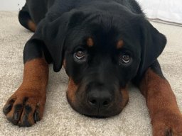 Frida